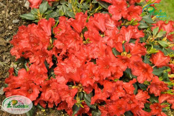 Rhododendron repens Baden Baden